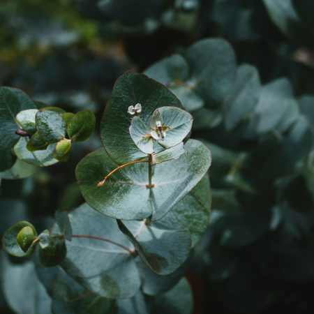 Eukalyptus